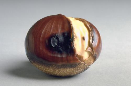 Roasted chestnut