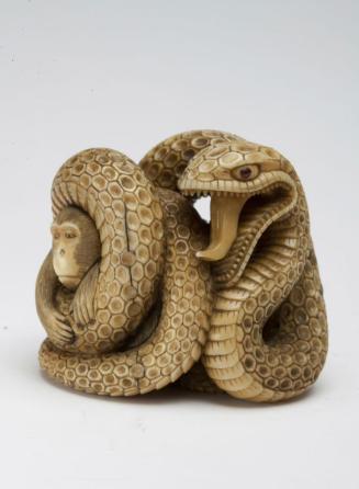 Monkey in the coils of a snake