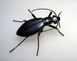 Articulated ground beetle