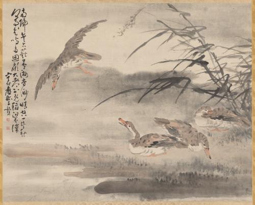 Geese among Reeds