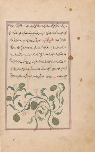 The plant colocynth, perhaps from al-Qazvini's The Wonders of Creation and the Oddities of Existence