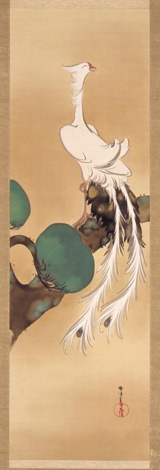 White phoenix on a pine tree